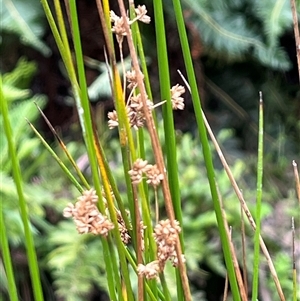 Juncus sp. at Wee Jasper, NSW - 23 Feb 2025 12:29 PM