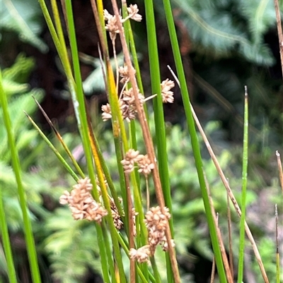 Juncus sp. (A Rush) at Wee Jasper, NSW - Yesterday by courtneyb