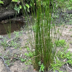 Juncus sp. at Wee Jasper, NSW - 23 Feb 2025 12:29 PM