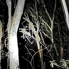 Phalangeridae (family) (Brushtail Possums) at Goobarragandra, NSW - 22 Feb 2025 by courtneyb