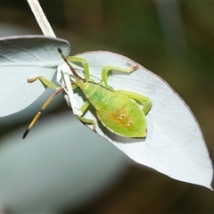 Amorbus (genus) (Eucalyptus Tip bug) at Fyshwick, ACT - 22 Feb 2025 by AlisonMilton