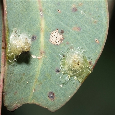 Glycaspis sp. (genus) at Fyshwick, ACT - 22 Feb 2025 by AlisonMilton