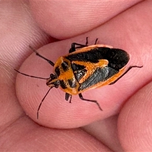 Agonoscelis rutila at Cotter River, ACT - 22 Feb 2025 12:59 PM