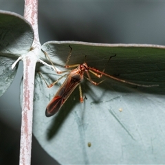 Rayieria acaciae (Acacia-spotting bug) at Fyshwick, ACT - 22 Feb 2025 by AlisonMilton