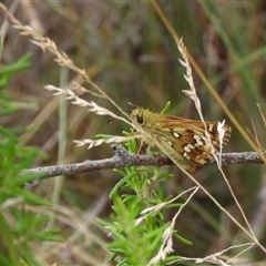 Atkinsia dominula (Two-brand grass-skipper) at Mount Clear, ACT - 23 Feb 2025 by DavidDedenczuk