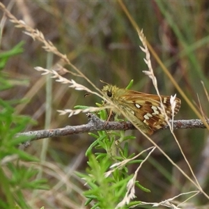 Atkinsia dominula (Two-brand grass-skipper) at Mount Clear, ACT - 23 Feb 2025 by DavidDedenczuk