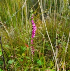 Spiranthes australis (Austral Ladies Tresses) at Tharwa, ACT - 22 Feb 2025 by Bubbles