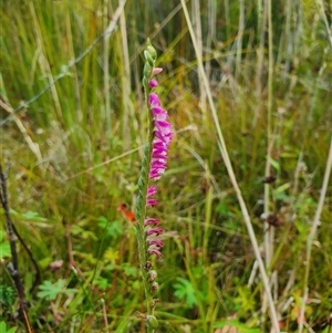 Spiranthes australis at Tharwa, ACT - suppressed