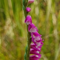 Spiranthes australis at Tharwa, ACT - suppressed