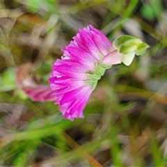 Spiranthes australis at Tharwa, ACT - suppressed