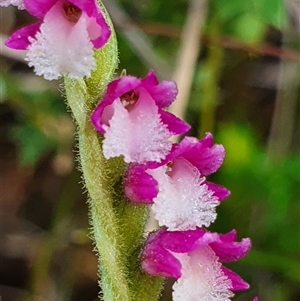 Spiranthes australis at Tharwa, ACT - suppressed