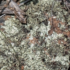 Flavoparmelia sp. at Whitlam, ACT - 26 Oct 2024 by AlisonMilton