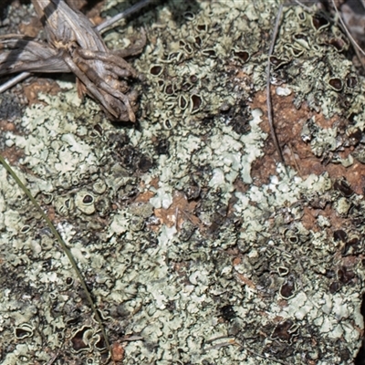 Flavoparmelia sp. at Whitlam, ACT - 26 Oct 2024 by AlisonMilton