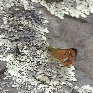 Dispar compacta (Barred Skipper) at Mount Clear, ACT - 23 Feb 2025 by DavidDedenczuk