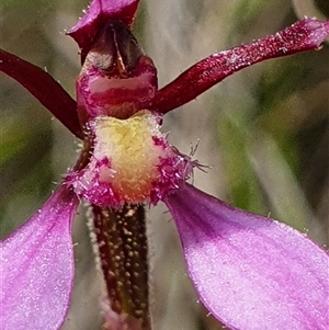 Eriochilus magenteus at Tharwa, ACT - suppressed