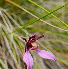 Eriochilus magenteus at Tharwa, ACT - suppressed