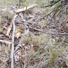 Eriochilus magenteus at Tharwa, ACT - suppressed