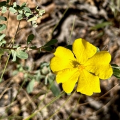 Hibbertia obtusifolia (Grey Guinea-flower) at Cotter River, ACT - 22 Feb 2025 by KMcCue