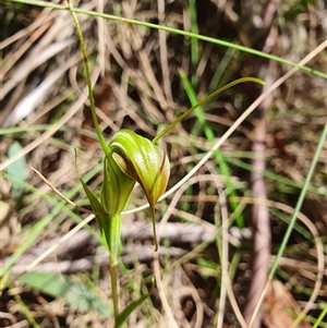 Diplodium decurvum at Tharwa, ACT - suppressed