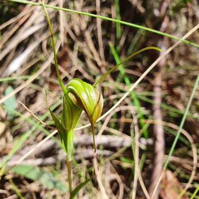 Diplodium decurvum (Summer greenhood) at Tharwa, ACT - 22 Feb 2025 by Bubbles