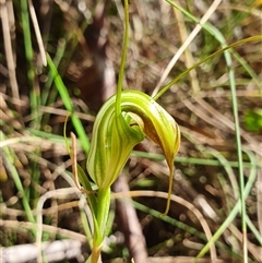 Diplodium decurvum at Tharwa, ACT - suppressed