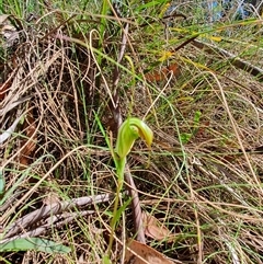 Diplodium decurvum at Tharwa, ACT - suppressed