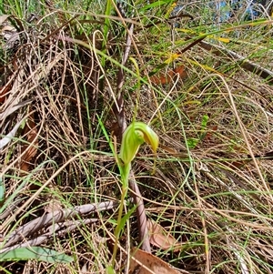 Diplodium decurvum at Tharwa, ACT - suppressed