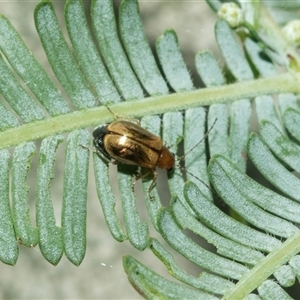 Monolepta sp. (genus) (Leaf beetle) at Turner, ACT - 22 Feb 2025 by AlisonMilton