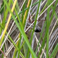 Apocrita (suborder) (Unidentified wasp) at Cotter River, ACT - 22 Feb 2025 by KMcCue