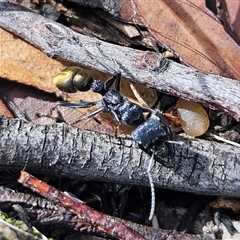 Myrmecia piliventris (Golden tail bull ant) at Tianjara, NSW - 23 Feb 2025 by MatthewFrawley