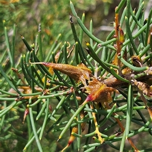 Hakea teretifolia subsp. teretifolia at Tianjara, NSW - 23 Feb 2025 10:27 AM