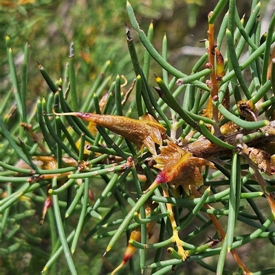 Hakea teretifolia subsp. teretifolia (Dagger Hakea) at Tianjara, NSW - 23 Feb 2025 by MatthewFrawley