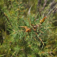 Hakea teretifolia subsp. teretifolia at Tianjara, NSW - 23 Feb 2025 10:27 AM