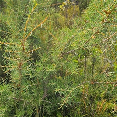 Hakea teretifolia subsp. teretifolia at Tianjara, NSW - 23 Feb 2025 10:27 AM