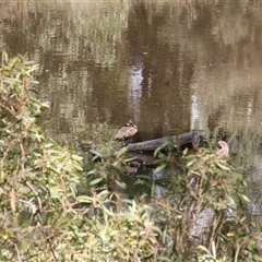 Anas castanea (Chestnut Teal) at Paddys River, ACT - 22 Feb 2025 by mroseby