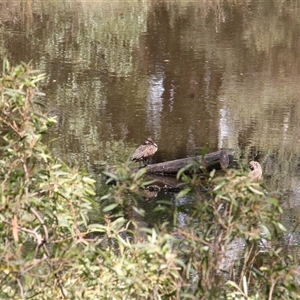 Anas castanea (Chestnut Teal) at Paddys River, ACT - 22 Feb 2025 by mroseby