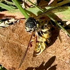 Vespula germanica (European wasp) at Cotter River, ACT - 22 Feb 2025 by KMcCue