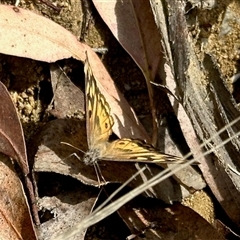 Geitoneura klugii (Marbled Xenica) at Cotter River, ACT - 22 Feb 2025 by KMcCue