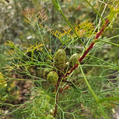 Petrophile pedunculata (Conesticks) at Tianjara, NSW - 23 Feb 2025 by MatthewFrawley