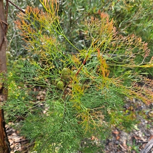 Petrophile pedunculata at Tianjara, NSW - suppressed