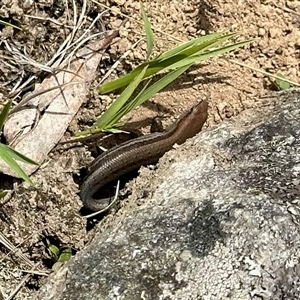 Lampropholis guichenoti (Common Garden Skink) at Cotter River, ACT - 22 Feb 2025 by KMcCue