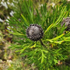 Isopogon anemonifolius (Common Drumsticks) at Tianjara, NSW - 23 Feb 2025 by MatthewFrawley