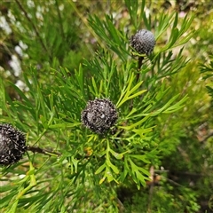 Isopogon anemonifolius at Tianjara, NSW - suppressed
