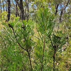Isopogon anemonifolius at Tianjara, NSW - suppressed