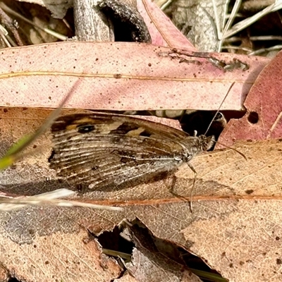 Geitoneura klugii (Marbled Xenica) at Cotter River, ACT - 22 Feb 2025 by KMcCue