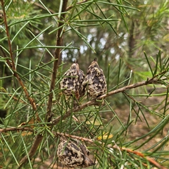 Hakea sericea at Hyams Beach, NSW - 23 Feb 2025 12:28 PM