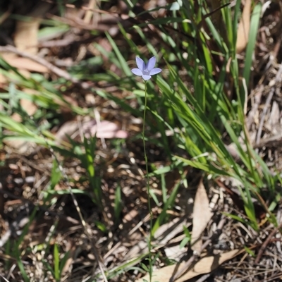 Wahlenbergia sp. (Bluebell) at Watson, ACT - 19 Feb 2025 by RAllen