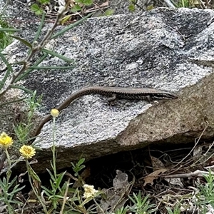 Eulamprus heatwolei at Cotter River, ACT - 22 Feb 2025 10:36 AM