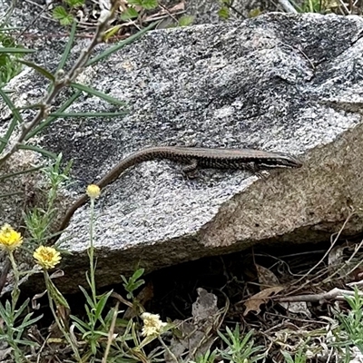 Eulamprus heatwolei (Yellow-bellied Water Skink) at Cotter River, ACT - 22 Feb 2025 by KMcCue