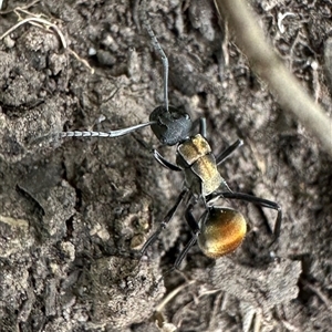 Polyrhachis ammon (Golden-spined Ant, Golden Ant) at Pretty Beach, NSW - 18 Feb 2025 by Pirom